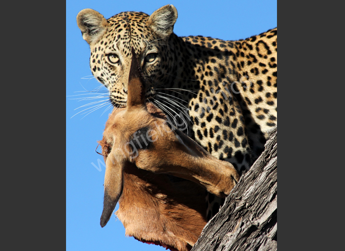 wingfield leopard botswana