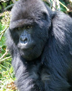 wingfield gorilla
